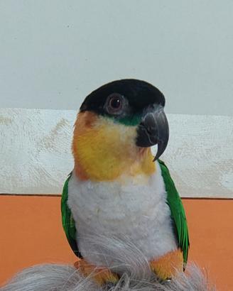 Coppia Caicco