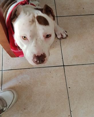 Pitbull