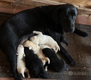 Labrador cuccioli