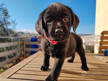 Labrador cucciole nere con pedigree
