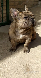 Bulldog Francese