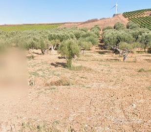 Terreno seminativo con Uliveto fronte strada