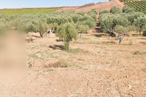 Terreno seminativo con Uliveto fronte strada