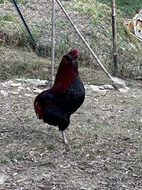 Pulcinotti e gallinelle Araucana, Marans e Austral