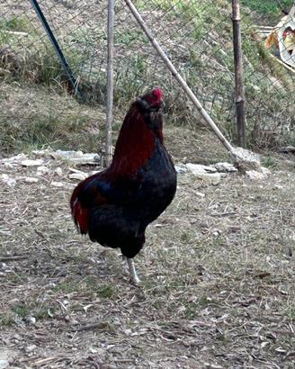 Pulcinotti e gallinelle Araucana, Marans e Austral