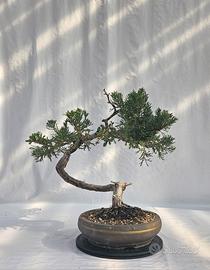 prebonsai di ginepro in vaso bonsai marchiato - Giardino e Fai da te In  vendita a Roma