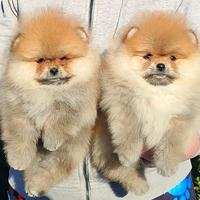 Spitz di Pomerania femmina