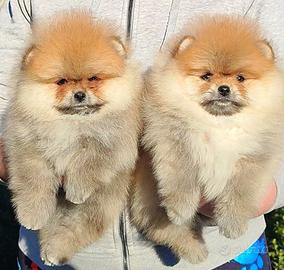 Spitz di Pomerania femmina