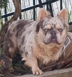 Monta bulldog francese lilac merle tan fluffy