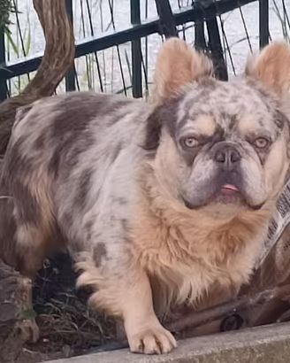Monta bulldog francese lilac merle tan fluffy