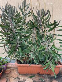 Pianta  grassa succulenta Kalanchoe grande