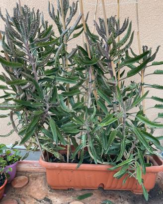 Pianta  grassa succulenta Kalanchoe grande
