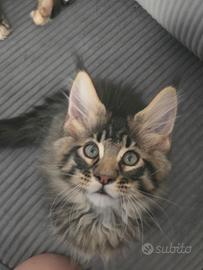 Stupendo gattino Maine Coon