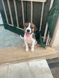 Cucciola 3 mesi taglia medio grande