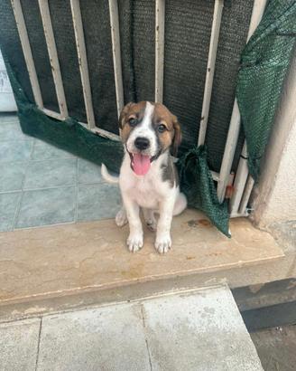 Cucciola 3 mesi taglia medio grande