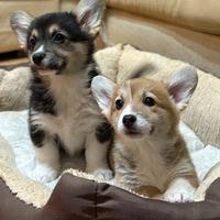 Cuccioli di welsh corgi pembroke