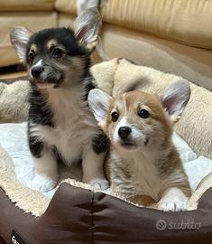 Cuccioli di welsh corgi pembroke