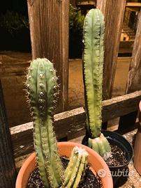 Coppia Trichocereus Pachanoi + Peruvianus