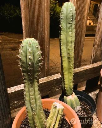 Coppia Trichocereus Pachanoi + Peruvianus
