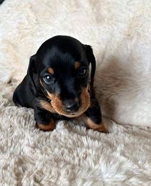 I bassotti kaninchen