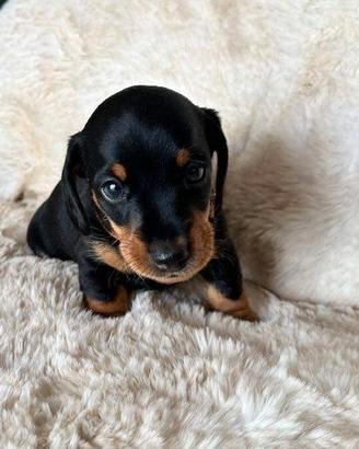 I bassotti kaninchen