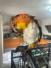 Pappagallo caicco testa gialla