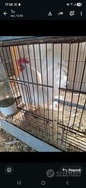 Galline