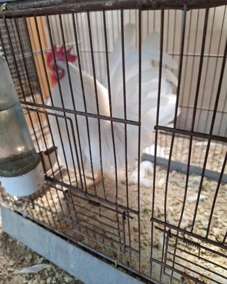 Galline