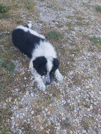 Border collie