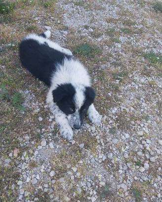 Border collie