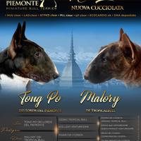 Bull Terrier Miniatura