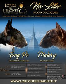 Bull Terrier Miniatura