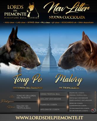 Bull Terrier Miniatura
