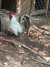 Gallo chabo