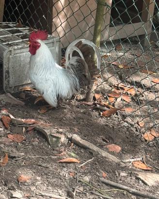 Gallo chabo