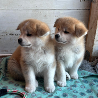 Cuccioli akita fulvi