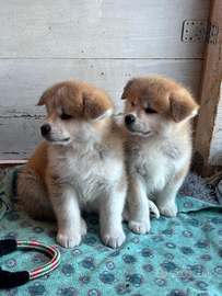 Cuccioli akita fulvi
