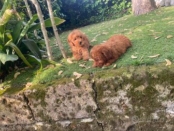 Cuccioli di Maltipoo red