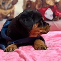 Cucciola di rottweiler con pedigree enci