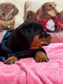 Cucciola di rottweiler con pedigree enci
