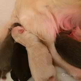 Cucciolo chihuahua con pedigree enci