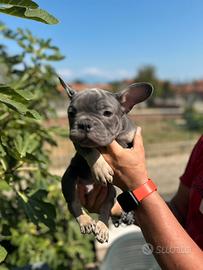 Bulldog francesi esotici Spettacolari
