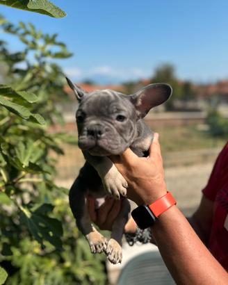 Bulldog francesi esotici Spettacolari