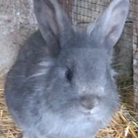 Coniglietti Testa di leone