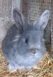 Coniglietti Testa di leone