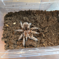 Grammostola rosea di 7/8 cm