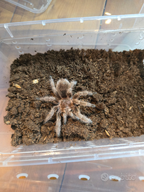 Grammostola rosea di 7/8 cm