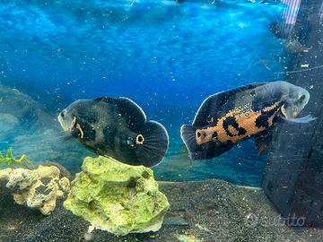 Pesci astronotus ocellatus comunemente oscar