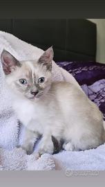 Gattina siamese