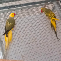 Parrocchetti e inseparabili pappagalli